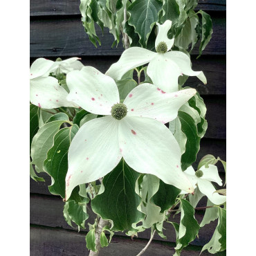 CORNUS kousa WEISSE FONTAINE