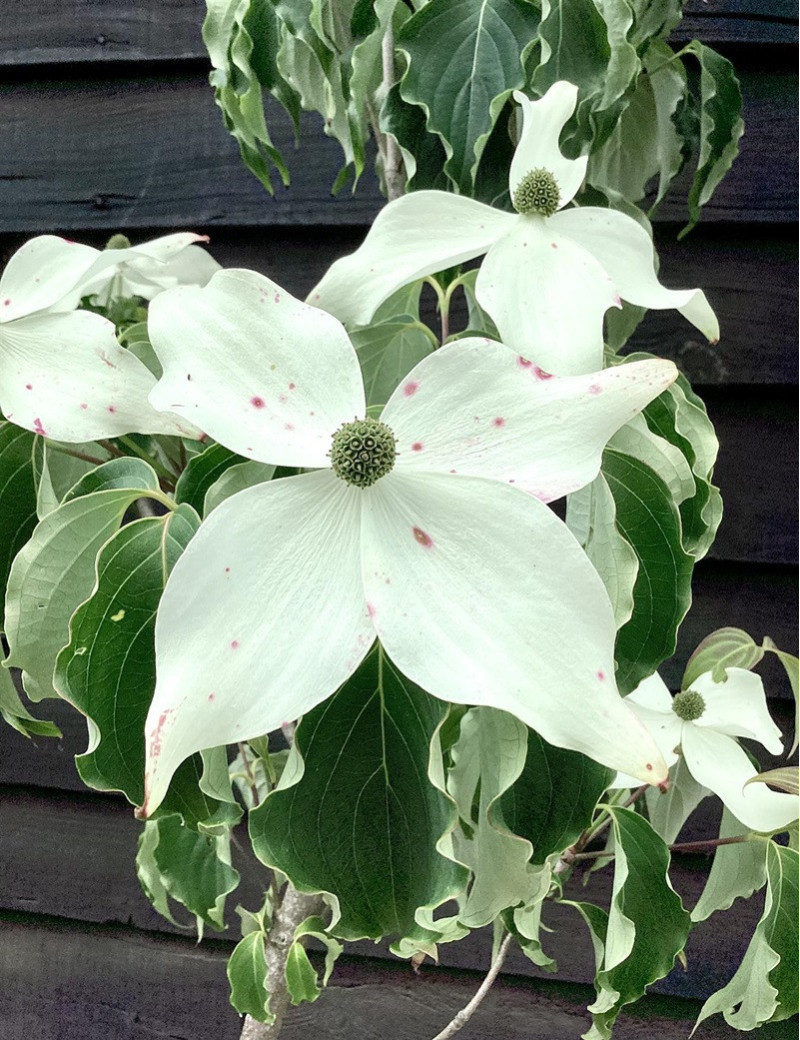 CORNUS kousa WEISSE FONTAINE