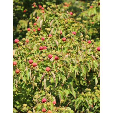 CORNUS kousa WEISSE FONTAINE