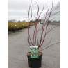 CORNUS alba ELEGANTISSIMA En pot de 3-4 litres