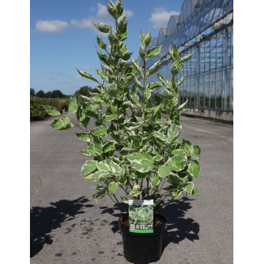 CORNUS alba ELEGANTISSIMA En pot de 3-4 litres