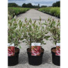 CORNUS alba MIRACLE En pot de 3-4 litres