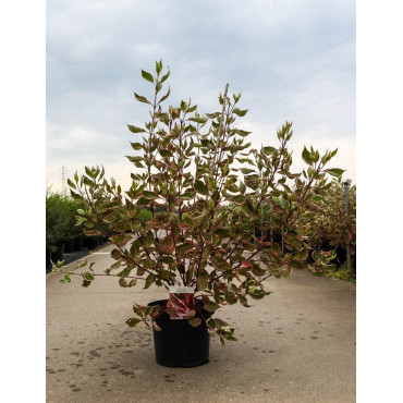 CORNUS alba MIRACLE En pot de 10-12 litres