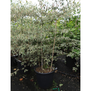 CORNUS alternifolia ARGENTEA En pot de 35-50 litres