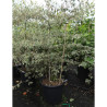 CORNUS alternifolia ARGENTEA En pot de 35-50 litres