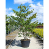 CORNUS controversa En pot de 110-130 litres