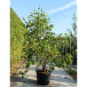 CORNUS kousa En pot de 70-90 litres