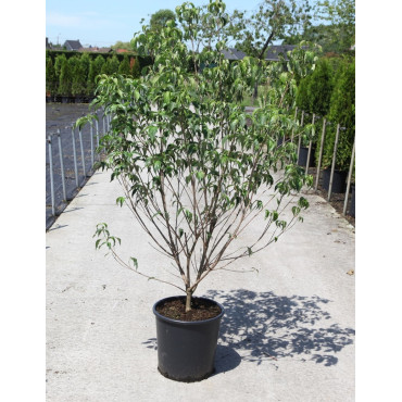 CORNUS kousa En pot de 25-30 litres