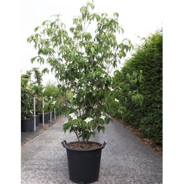 CORNUS kousa En pot de 35-50 litres