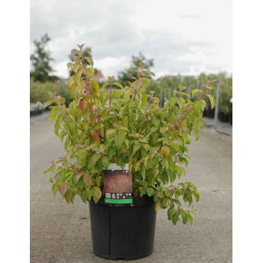 CORNUS sanguinea MIDWINTER FIRE En pot de 10-12 litres