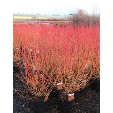 CORNUS sanguinea MIDWINTER FIRE En pot de 10-12 litres