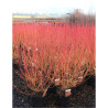 CORNUS sanguinea MIDWINTER FIRE En pot de 10-12 litres