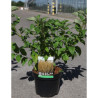 CORNUS sericea FLAVIRAMEA En pot de 3-4 litres