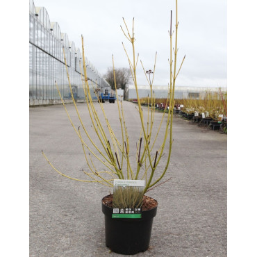 CORNUS sericea FLAVIRAMEA En pot de 3-4 litres