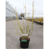 CORNUS sericea FLAVIRAMEA En pot de 3-4 litres