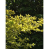 CORNUS mas AUREA