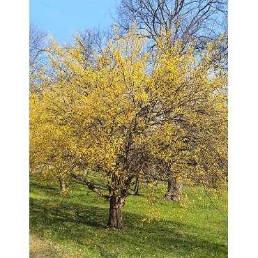 CORNUS mas AUREA