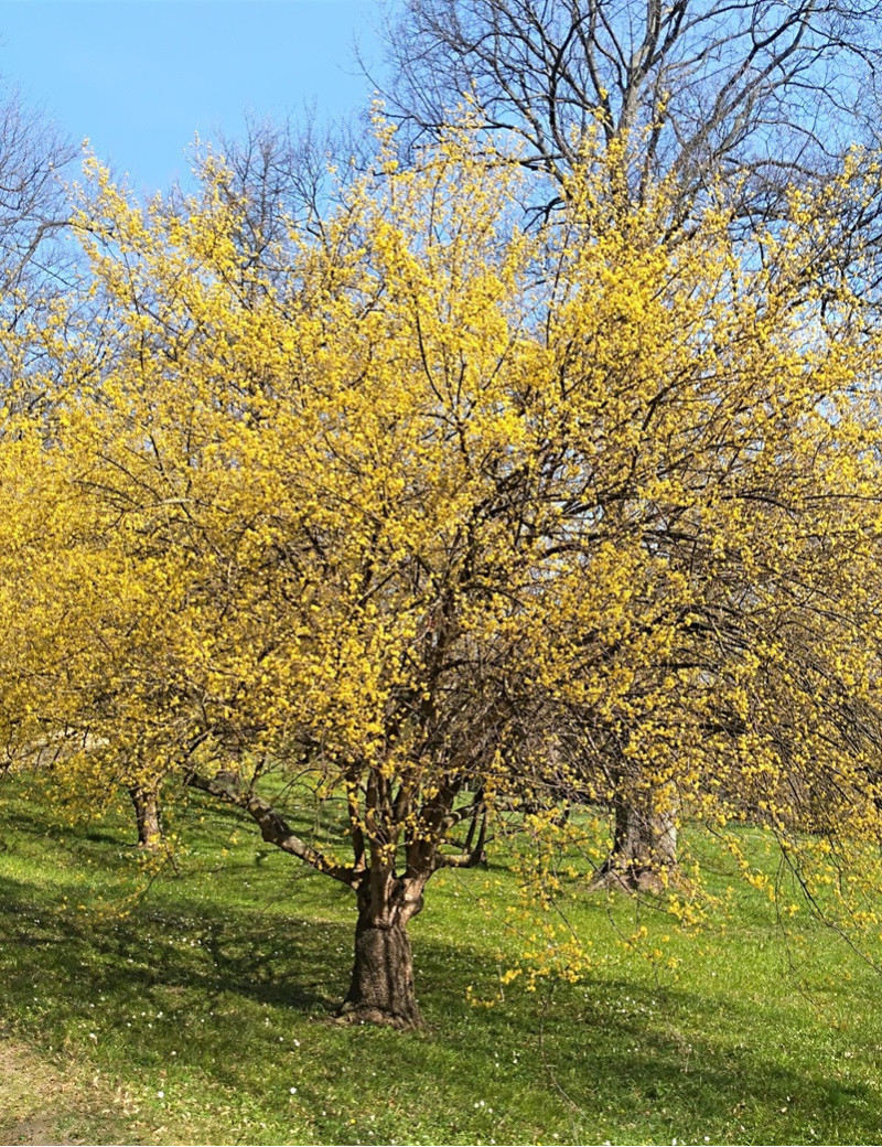 CORNUS mas AUREA