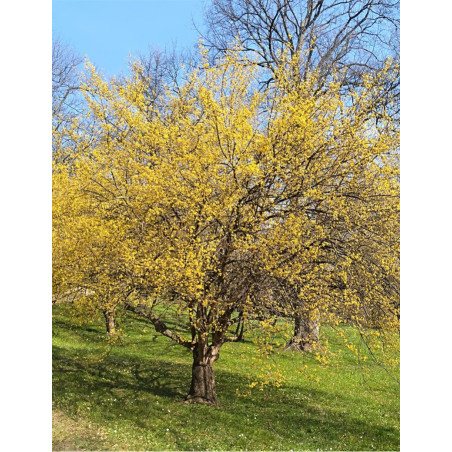 CORNUS mas AUREA