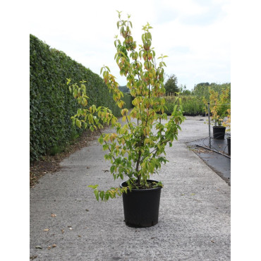 CORNUS mas AUREA En pot de 25-30 litres