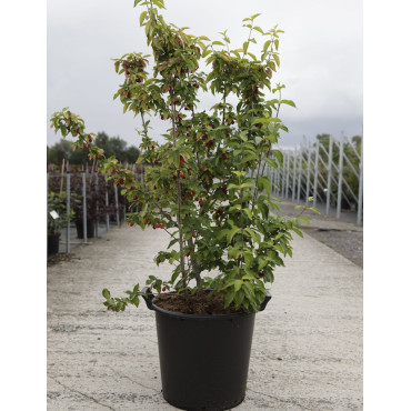 CORNUS mas AUREA En pot de 35-50 litres