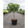 CLERODENDRUM trichotomum En pot de 10-12 litres