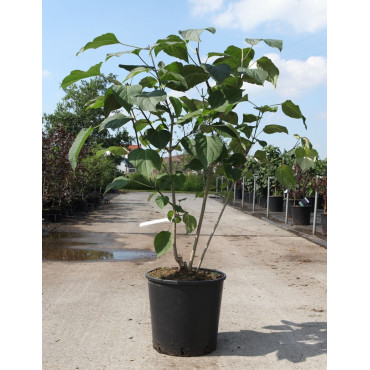 CLERODENDRUM trichotomum En pot de 15-20 litres