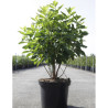 CLETHRA alnifolia En pot de 10-12 litres