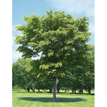 ZELKOVA serrata GREEN VASE