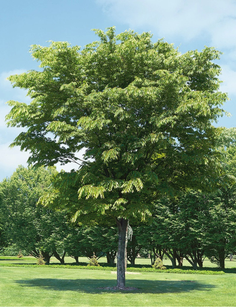 ZELKOVA serrata GREEN VASE