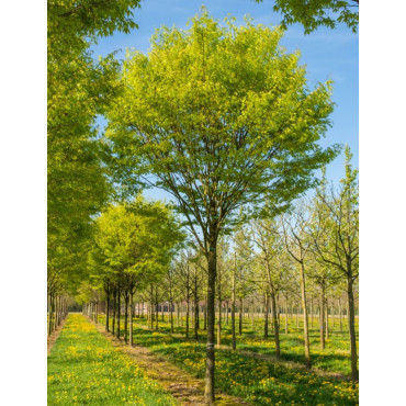 ZELKOVA serrata GREEN VASE