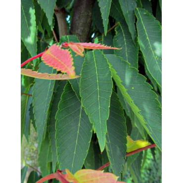 ZELKOVA serrata GREEN VASE