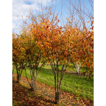 ZELKOVA serrata GREEN VASE