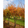 ZELKOVA serrata GREEN VASE