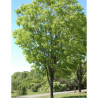 ZELKOVA serrata GREEN VASE