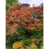 ZELKOVA serrata GREEN VASE