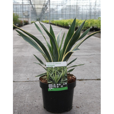 YUCCA gloriosa VARIEGATA En pot de 7-10 litres