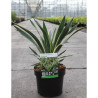 YUCCA gloriosa VARIEGATA En pot de 7-10 litres