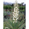 YUCCA gloriosa VARIEGATA