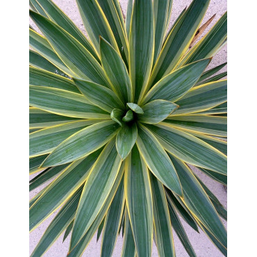 YUCCA gloriosa VARIEGATA