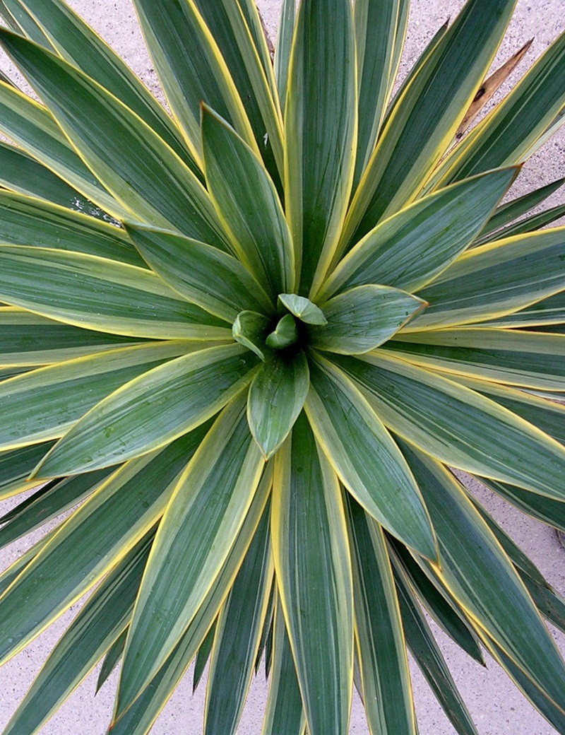 YUCCA gloriosa VARIEGATA