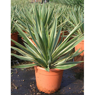 YUCCA gloriosa VARIEGATA