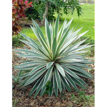 YUCCA gloriosa VARIEGATA