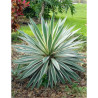 YUCCA gloriosa VARIEGATA