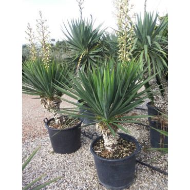 YUCCA gloriosa