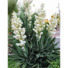 YUCCA gloriosa