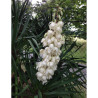 YUCCA gloriosa