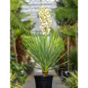 YUCCA gloriosa