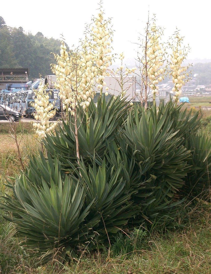 YUCCA gloriosa