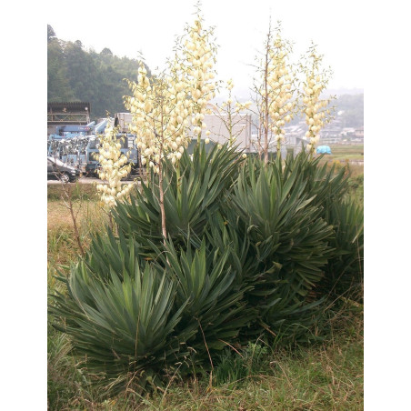 YUCCA gloriosa